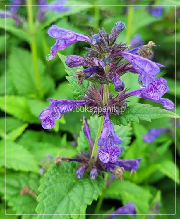 Kocimiętka NEPETA - NEPTUNE