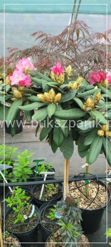 WhatsApp Image 2024-04-25 at 20.39.18.jpeg