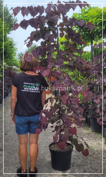 Judaszowiec kanadyjski Ruby Falls- Cercis canadensis