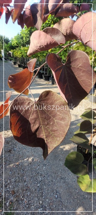 Judaszowiec kanadyjski Ruby Falls- Cercis canadensis