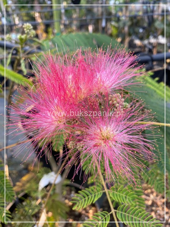 Albicja jedwabista OMBRELLA - Albizia julibrissin