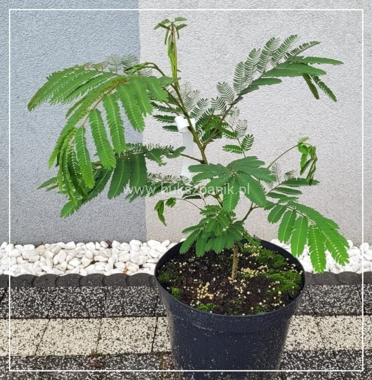 Albicja jedwabista OMBRELLA - Albizia julibrissin