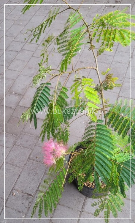 Albicja jedwabista OMBRELLA - Albizia julibrissin