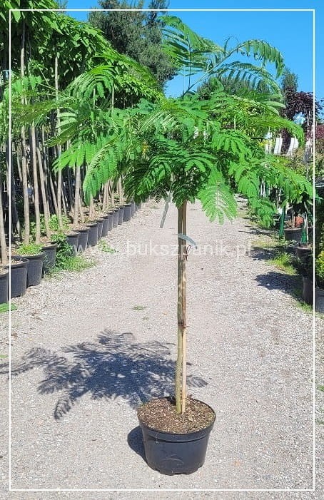 Albicja jedwabista OMBRELLA - Albizia julibrissin