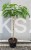 Albicja jedwabista OMBRELLA - Albizia julibrissin