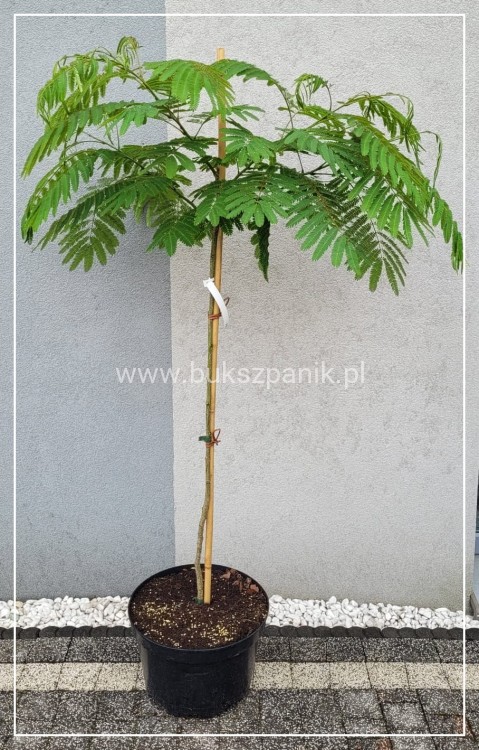 Albicja jedwabista OMBRELLA - Albizia julibrissin