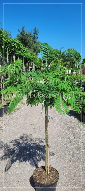 Albicja jedwabista OMBRELLA - Albizia julibrissin