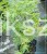 Klon palmowy BUTTERFLY - Acer palmatum