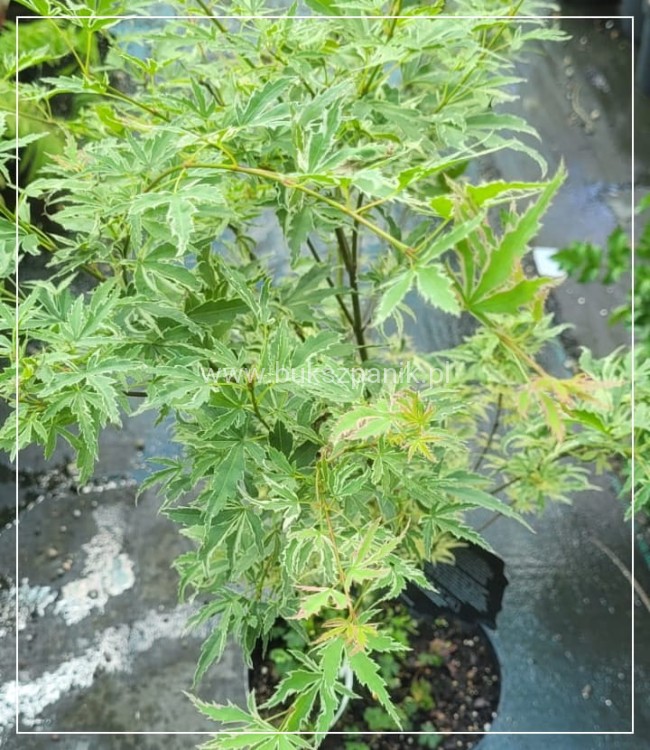 Klon palmowy BUTTERFLY - Acer palmatum