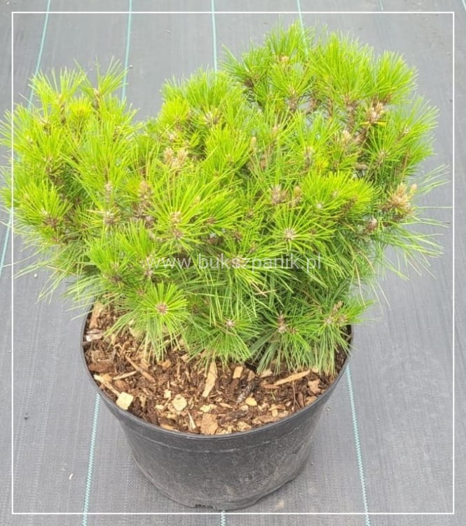 Sosna gęstokwiatowa LOW GLOW- Pinus densiflora C5l, PA20-30cm