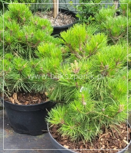 Sosna gęstokwiatowa LOW GLOW- Pinus densiflora C5l, PA20-30cm