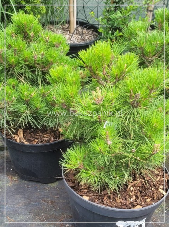 Sosna gęstokwiatowa LOW GLOW- Pinus densiflora C5l, PA20-30cm