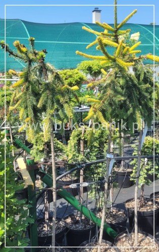 Świerk pospolity GOLD DRIFT- Picea abies PA120-130cm/ 30-40cm, C5l