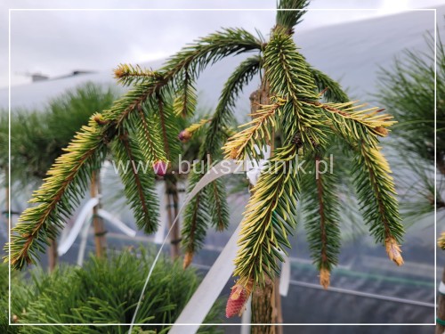Świerk pospolity GOLD DRIFT- Picea abies PA120-130cm/ 30-40cm, C5l