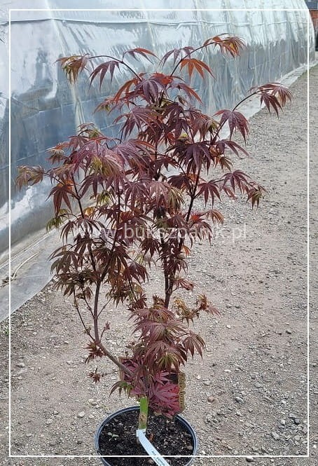 klon palmowy Pixie- acer palmatum..jpg