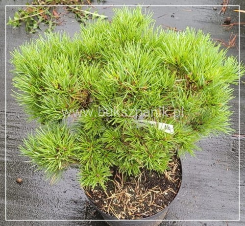 Sosna pospolita Frensham - Pinus sylvestris