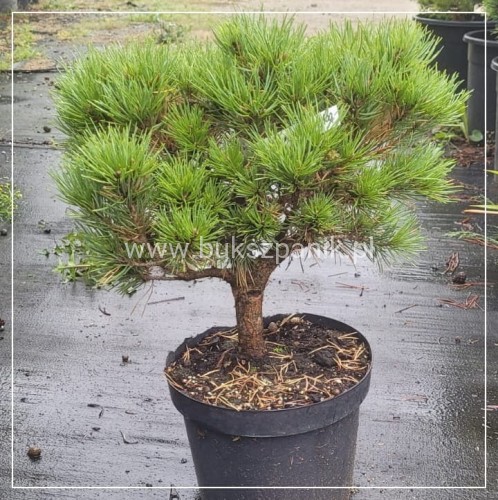 Sosna pospolita Frensham - Pinus sylvestris