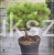 Sosna pospolita Frensham - Pinus sylvestris