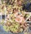 Klon palmowy Shirazz- Acer palmatum 60cm, c5l pa10cm