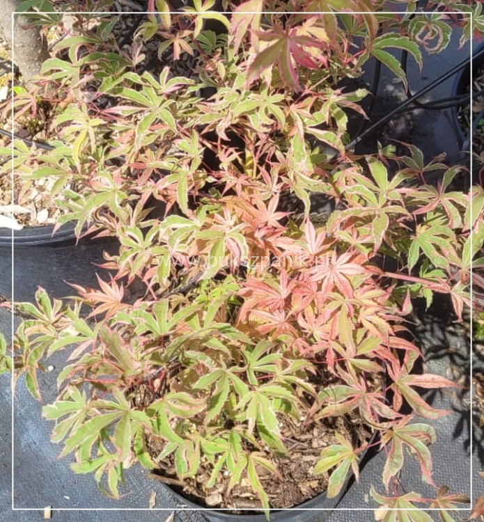 Klon palmowy Shirazz- Acer palmatum 60cm, c5l pa10cm