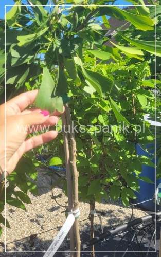 Miłorząb dwuklapowy 'Californian Sunset'- Ginkgo biloba C7,5l Pa100-120/15-30