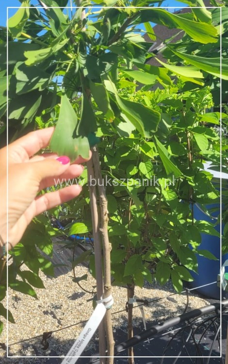 Miłorząb dwuklapowy 'Californian Sunset'- Ginkgo biloba C7,5l Pa100-120/15-30