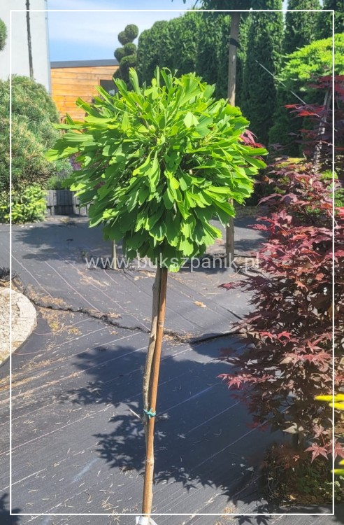 Miłorząb dwuklapowy 'Californian Sunset'- Ginkgo biloba C7,5l Pa100-120/15-30