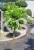 Miłorząb dwuklapowy 'Californian Sunset'- Ginkgo biloba C7,5l Pa100-120/15-30