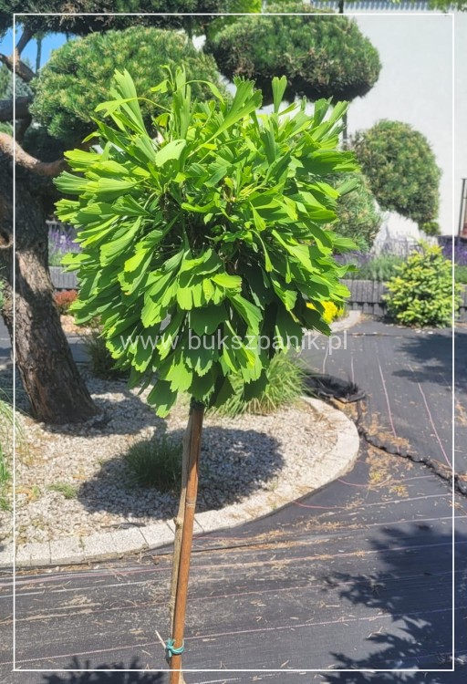 Miłorząb dwuklapowy 'Californian Sunset'- Ginkgo biloba C7,5l Pa100-120/15-30