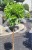 WhatsApp Image 2024-06-18 at 21.58.06.jpegMiłorząb dwuklapowy 'Californian Sunset'- Ginkgo biloba C7,5l Pa100-120/15-30