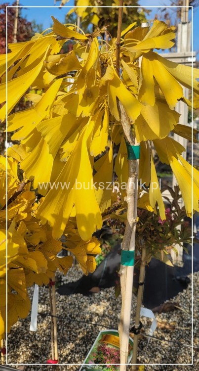 Miłorząb dwuklapowy 'Californian Sunset'- Ginkgo biloba C7,5l Pa100-120/15-30