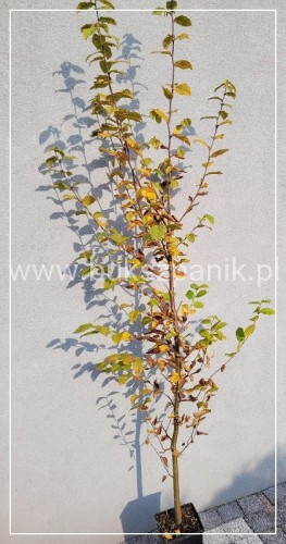 Grab pospolity - Carpinus betulus 180cm