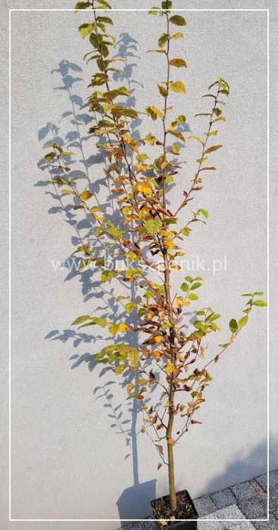 Grab pospolity - Carpinus betulus 180cm