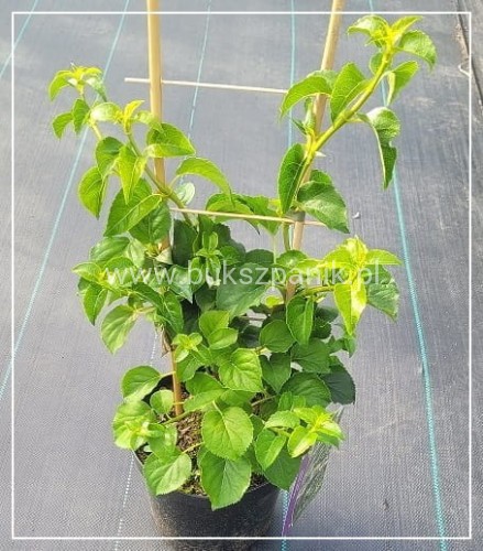 Hortensja pnąca - Hydrangea anomala Petiolaris C3