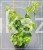 Hortensja pnąca - Hydrangea anomala Petiolaris C3