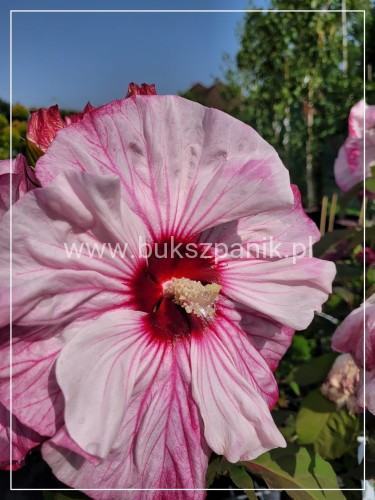 Hibiskus bagienny, bylinowy Cherry Cheesecake- Hibiscus moscheutos C3l