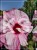 Hibiskus bagienny, bylinowy Cherry Cheesecake- Hibiscus moscheutos C3l
