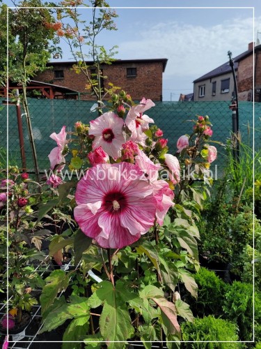 Hibiskus bagienny, bylinowy Cherry Cheesecake- Hibiscus moscheutos C3l