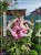 Hibiskus bagienny, bylinowy Cherry Cheesecake- Hibiscus moscheutos C3l