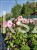 Hibiskus bagienny, bylinowy Cherry Cheesecake- Hibiscus moscheutos C3l