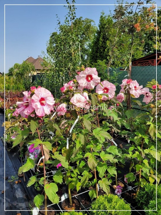 Hibiskus bagienny, bylinowy Cherry Cheesecake- Hibiscus moscheutos C3l