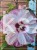 Hibiskus bagienny, bylinowy Cherry Cheesecake- Hibiscus moscheutos C3l