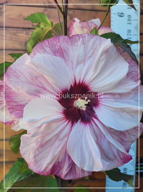 Hibiskus bagienny, bylinowy Cherry Cheesecake- Hibiscus moscheutos C3l