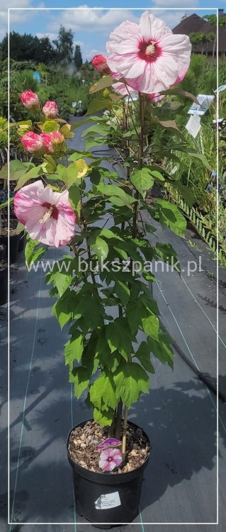 Hibiskus bagienny, bylinowy Cherry Cheesecake- Hibiscus moscheutos C3l