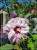 Hibiskus bagienny, bylinowy Cherry Cheesecake- Hibiscus moscheutos C3l