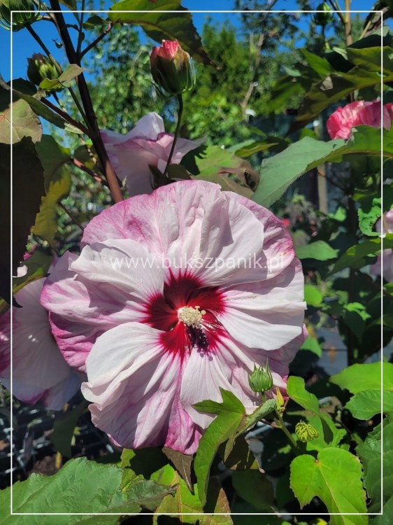 Hibiskus bagienny, bylinowy Cherry Cheesecake- Hibiscus moscheutos C3l