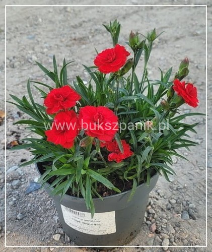 Goździk Dianthus caryophyllus Bright Red35 (