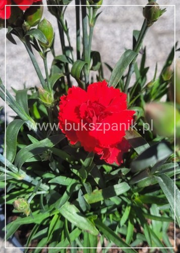 Goździk Dianthus caryophyllus Bright Red35 (