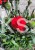 Goździk Dianthus caryophyllus Bright Red35 (
