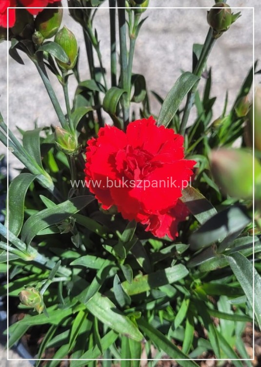 Goździk Dianthus caryophyllus Bright Red35 (